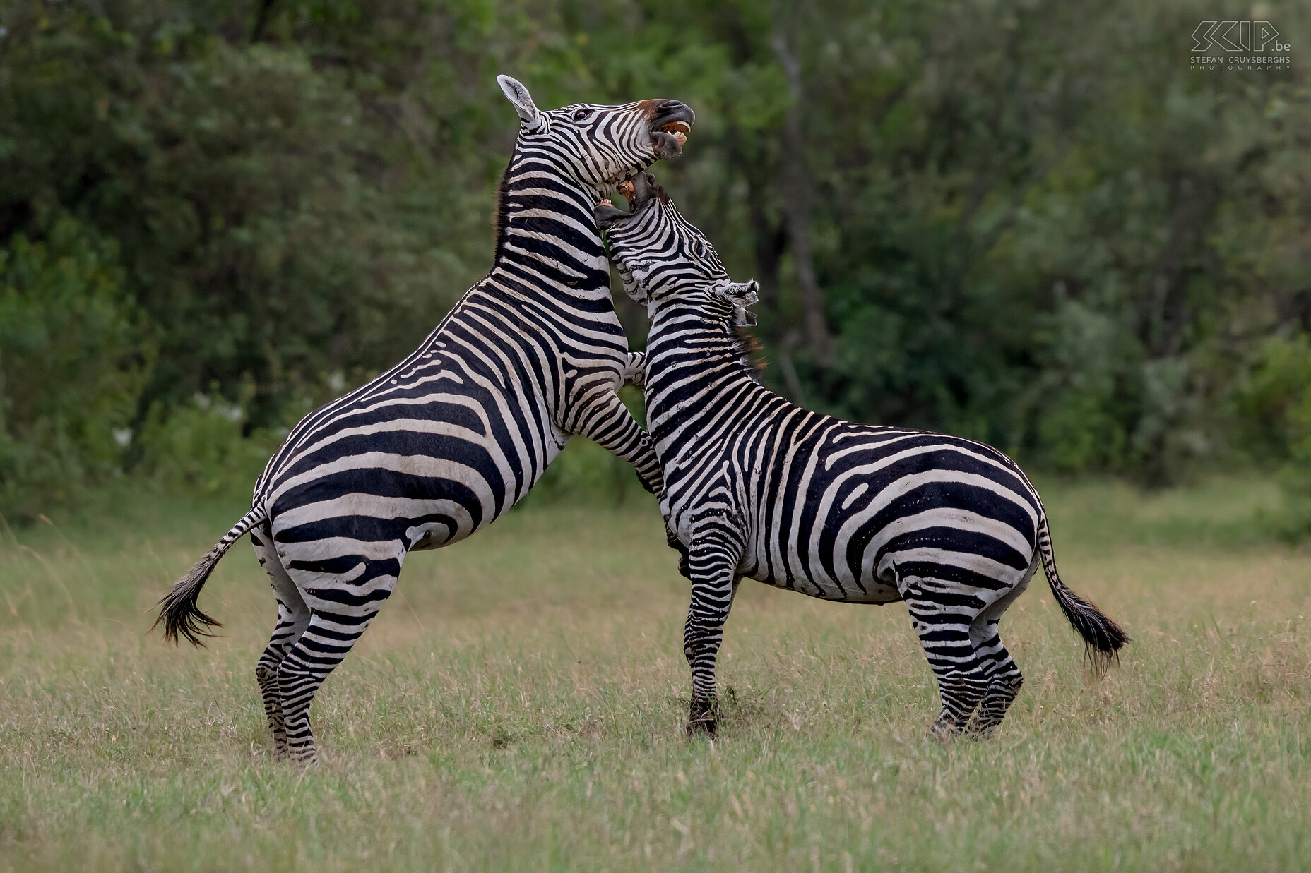 Soysambu - Vechtende zebra's Zebra's zijn sociale dieren die in kleine groepen leven, zogenaamde harems. De harems bestaan uit een mannetje met enkele wijfjes en hun jongen. Af en toe gaat het er echter heftig aan toe als jongen hengsten strijden om hun positie. Wij zagen in Soysambu twee steppezebra's een fel gevecht aangaan. Zebragevechten bestaan voornamelijk uit het bijten in de voor- of achterpoot of nek van de tegenstander. Het meest spectaculaire was als ze op hun achterpoten gingen staan om met te worstelen en te bijten. Af en toe schopten ze met hun achterpoten, wat het meest gevaarlijk is om serieuze verwondingen op te lopen. Stefan Cruysberghs